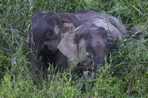 A Family Wildlife Adventure In Beautiful Borneo