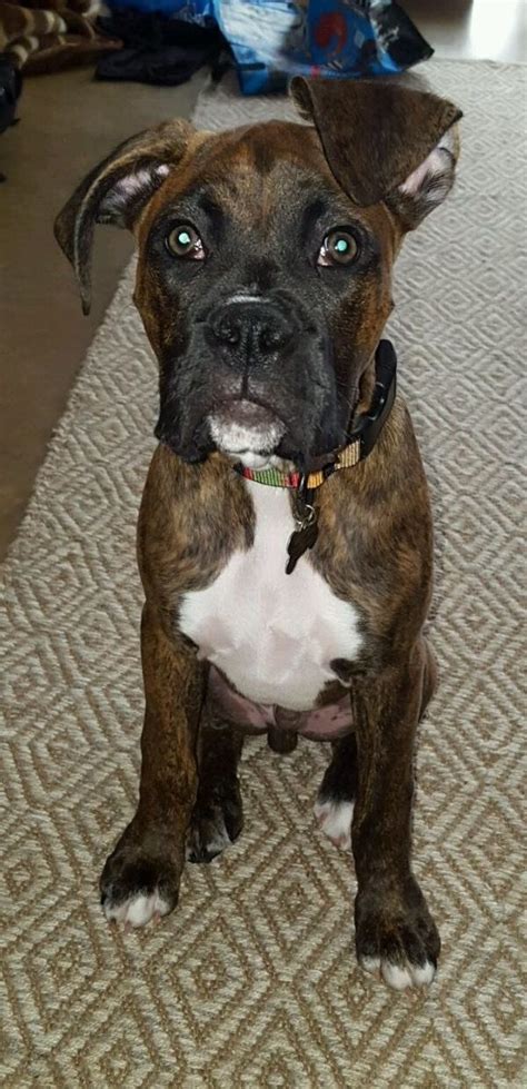 #Boxers have such an unique look in the eyes with most lovely-shaped heads! (Like I don't love ...