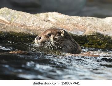 Head Swimming Eurasian Otter Lutra Lutra Stock Photo 1588397941 ...