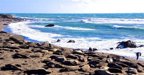 Elephant Seal point | Elephant seal, San simeon california, Unique beach