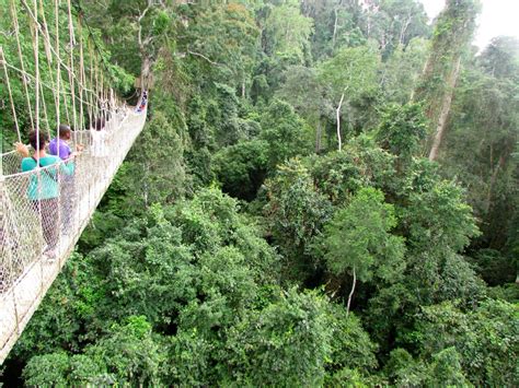 Reach New Heights At The Canopy Walk In Kakum National Park, Ghana | Trip101