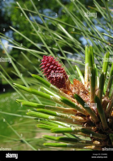 Jeffrey pine (Pinus jeffreyi), blooming female cone Stock Photo - Alamy