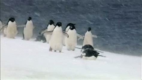 Penguin Friday .gif Party!