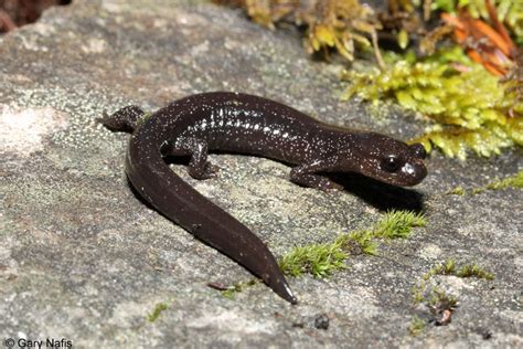 Siskiyou Mountains salamander - Alchetron, the free social encyclopedia