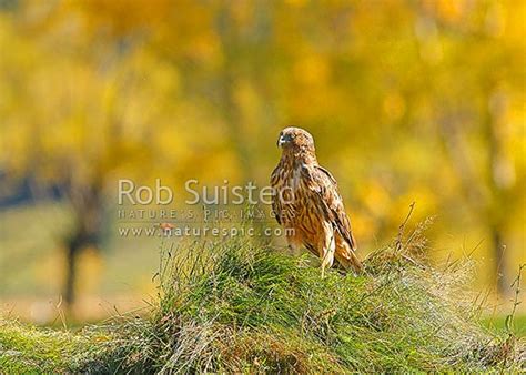 Native Australian harrier hawk (Circus approxmans), Swamp Harrier, Kahu bird, New Zealand (NZ ...