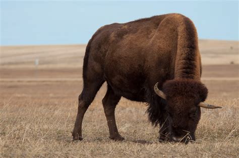 A Tree Falling: Badlands National Park: Bison