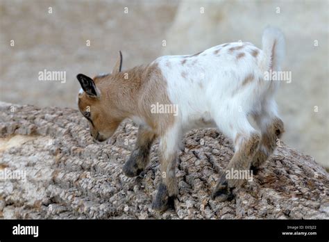 Baby domestic goat Stock Photo - Alamy