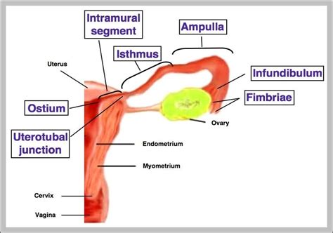 function of the fallopian tubes | Anatomy System - Human Body Anatomy ...