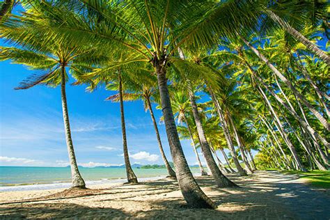 110+ Palm Cove Cairns Beach Queensland Stock Photos, Pictures & Royalty-Free Images - iStock