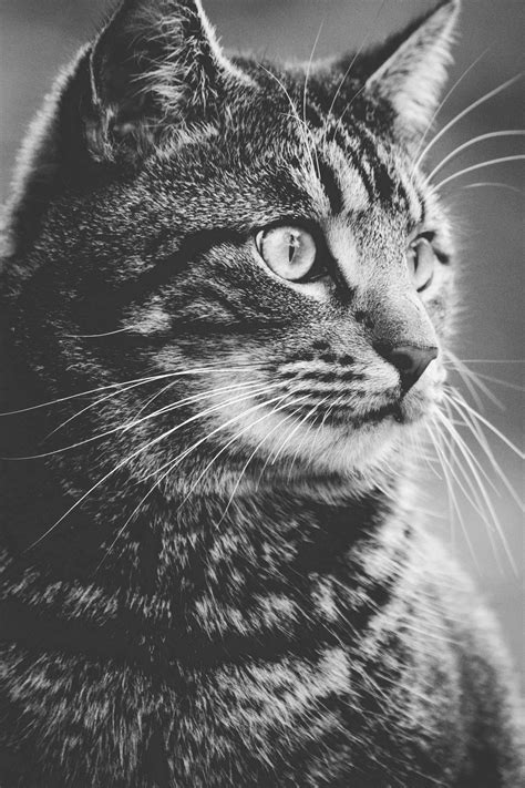 Greyscale Photography of Tabby Cat · Free Stock Photo