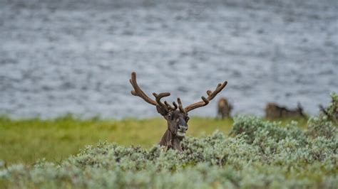 Caribou gut parasites indirectly create a greener tundra