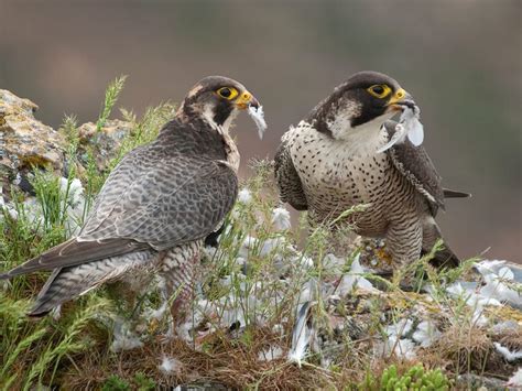 What Do Peregrine Falcons Eat? (Full Diet Guide) | Birdfact