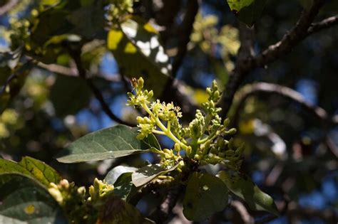 Premium Photo | Avocado flower on plant