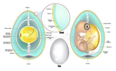 Structure Of Egg. Anatomy Of A Bird Embryo. Chicken Egg Development ...