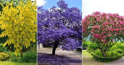 10 Beautiful Flowering Trees in India