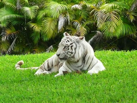 File:White Bengal tiger Miami MetroZoo.jpg - Wikipedia, the free ...