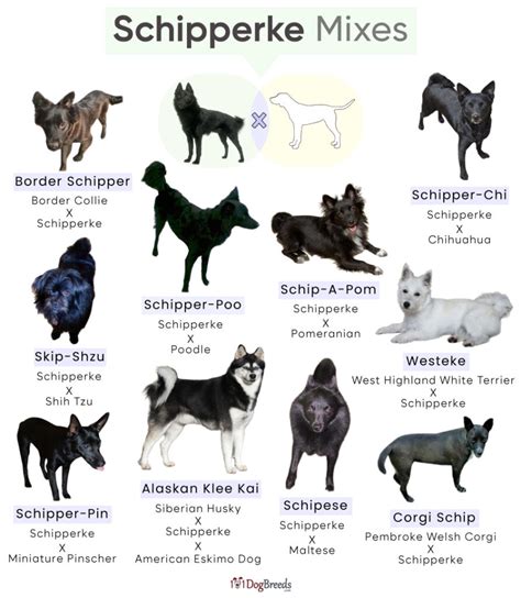 List of Popular Schipperke Mixes With Pictures