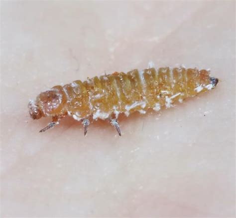 Mealybug destroyer - Cryptolaemus montrouzieri - BugGuide.Net