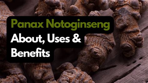 Panax Notoginseng: About, Uses & Benefits – Vita Herbal Nutrition