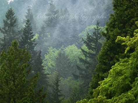 Forest Photograph Pacific Northwest woods mist fog