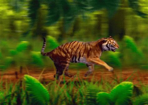 Animated Forest With Animals Gif