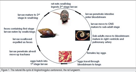 Angiostrongylus Cantonensis Life Cycle