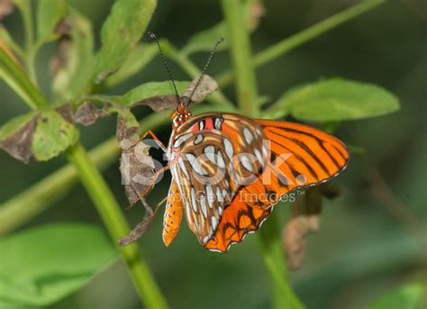 Gulf Fritillary Butterfly Stock Photo | Royalty-Free | FreeImages