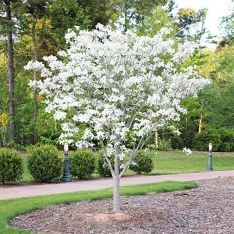 Cornus Florida (Dogwood) 'White Dogwood' | bountifulgardens