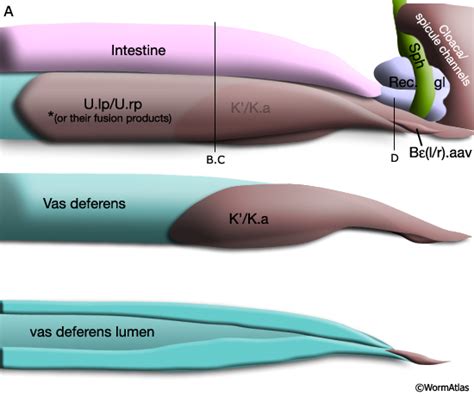 Male Epidermal System - Proctodeum