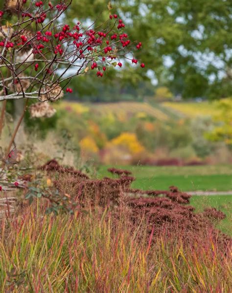 12 Ornamental Grasses That Steal the Show in Fall