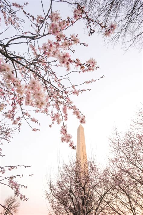 Cherry Blossoms at the Washington Monument DC