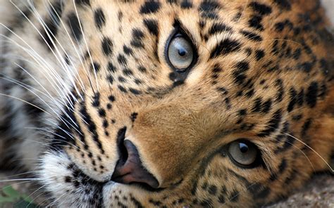 🔥 Download Leopard Eyes Wallpaper by @llester | HD Leopard Wallpapers, Snow Leopard Backgrounds ...