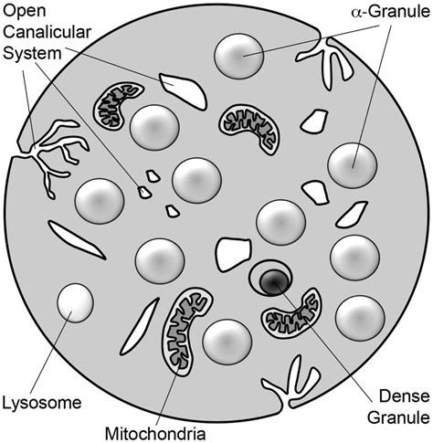 Platelet Structure And Function