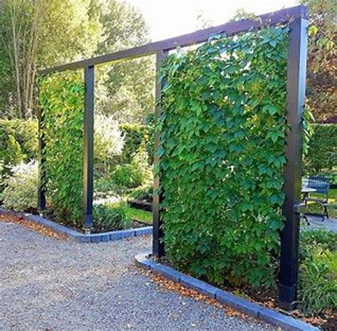 Privacy Fence Virginia Creeper/parthenocissus/ 20 Ft Climber 1st Year/vigorous Fast Growing ...