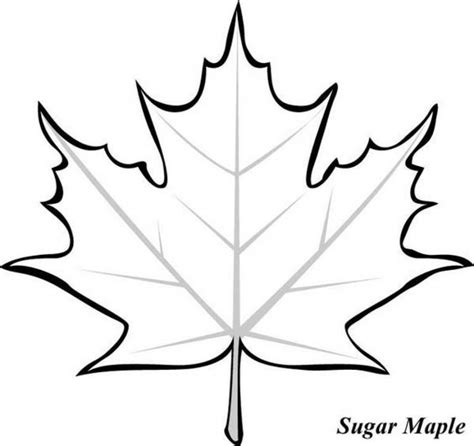 Japanese Maple Leaf Drawing at GetDrawings | Free download