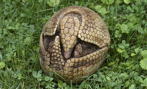 La Plata three-banded armadillo | Smithsonian's National Zoo