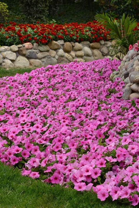 Petunia 'Pink Passion' Trailing Petunia from Wallish Greenhouses