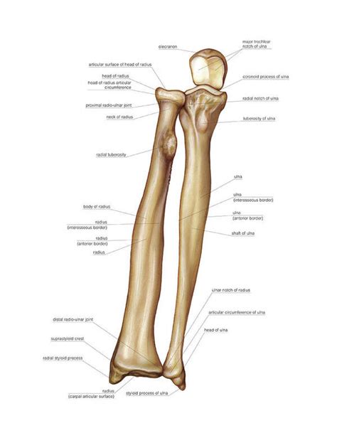 Human Arm Bone Anatomy Forearm Anatomy Bones Forearm Anatomy | The Best ...