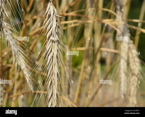 Ripe wheat closeup over field background Stock Photo - Alamy