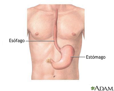 Anatomía del esófago y del estómago: MedlinePlus enciclopedia médica illustración