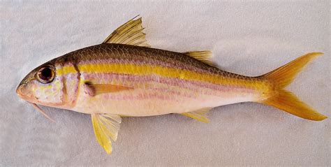 Goatfish Family Photos and Information – Mullidae | Mexico – Fish ...