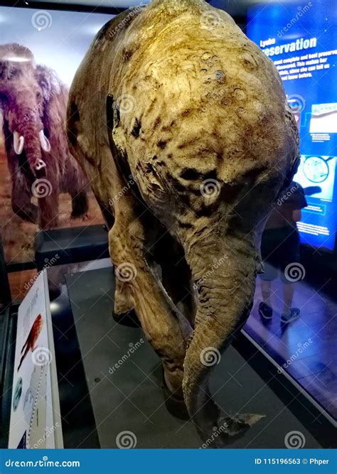 Frozen Baby Mammoth Lyuba @ Australia National Museum Editorial Stock Photo - Image of lyuba ...