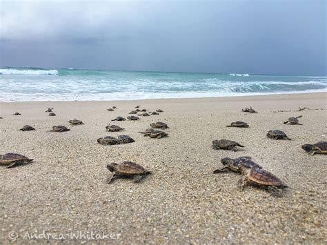 Sea Turtle Nesting Season is in Full Swing - Coastal Angler & The ...