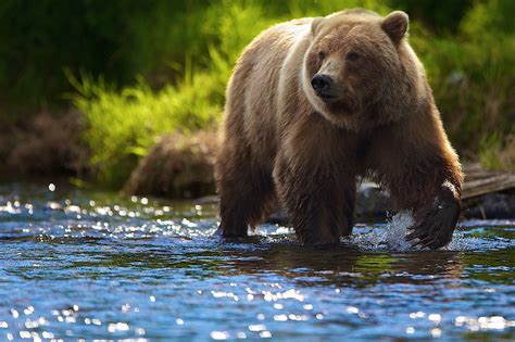 animals, Bears, River Wallpapers HD / Desktop and Mobile Backgrounds