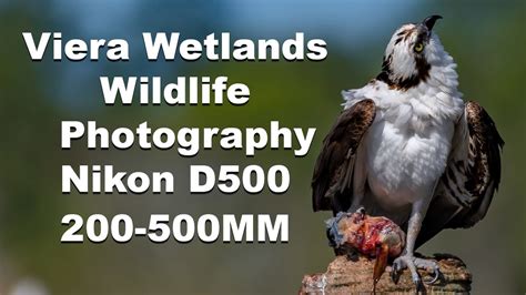 Wildlife / Birding Photography Viera Wetlands Florida Nikon 200-500mm ...