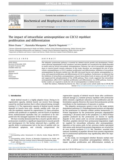 (PDF) The impact of intracellular aminopeptidase on C2C12 myoblast proliferation and differentiation