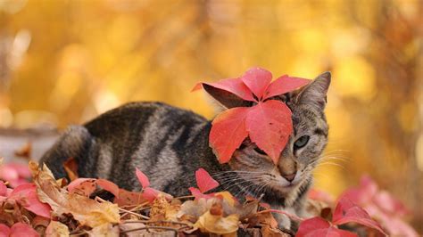 Cats Autumn Wallpapers - Wallpaper Cave