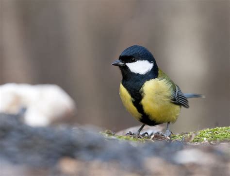 A tomtit by Gleb Skrebets / 500px | Animals, Bird, Photography