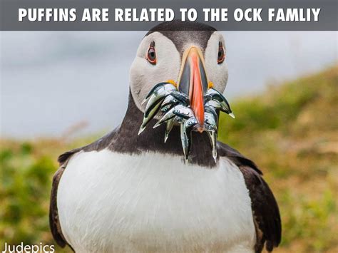 Puffin Facts by Jaden Allton