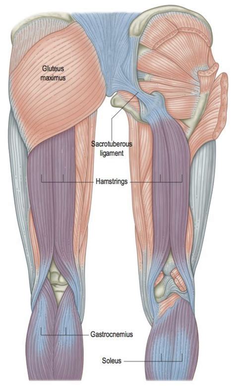 When we are working in the myofascia we are often looking for muscular events - trigger points ...